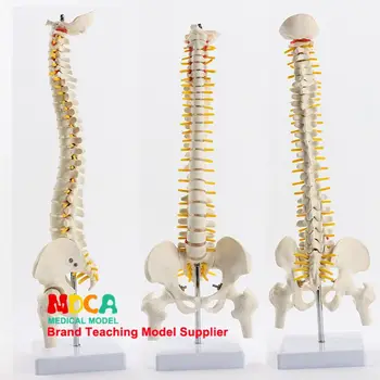 Колан за гръбначния стълб с дължина 45 см, масаж на бедрата, модел на гръбначния стълб на човека, здравно обучение MJZ102