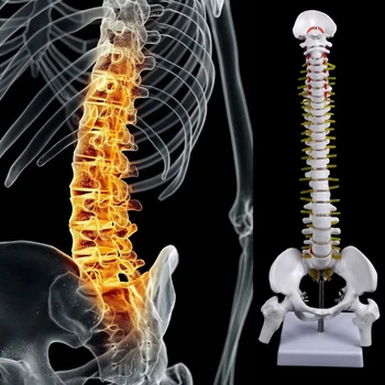 Модел на здравно подпори 45 см Анатомический гръбначния стълб на човека с гъвкав модел Анатомия на таза медицински учебни помагала Анатомия на скелета Биология