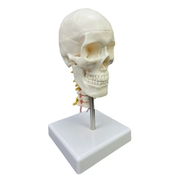 Практичен модел на черепа на главата на човека, Анатомическая модел на черепа с шейным позвонком, обучение модел за научно-образователна совалка