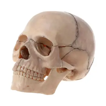 Совалката, 15 бр./компл., анатомическая модел на черепа в разглобено формата на Подвижни медицински модул за обучение набор от