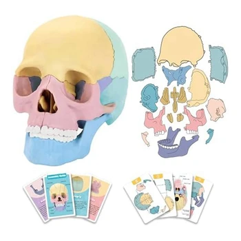 1 комплект пъзела с анатомията на човека, подвижни мини-модел на човешки череп за обучение в клиника