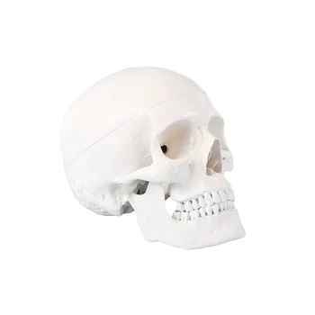 Анатомическая модел на черепа на човешката глава в естествена големина Анатомическая модел на скелета на главата на един възрастен човек със свалящ се капак тази на черепа