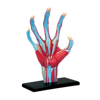 Анатомическая модел на човешка ръка на Скелет на Медицинско Учебно помагало Играчка за сглобяване на пъзела Лабораторно Проучване Класно оборудване Челночный кораб