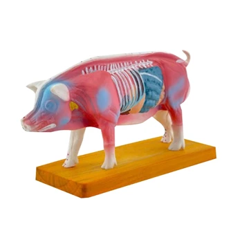 Анатомическая модел на свине за обучение на акупунктурата и прижиганию, анатомия на животните