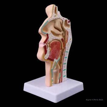 Учебно помагало по анатомия на носната кухина на човека M17F, Анатомия на гърлото, медицински модел
