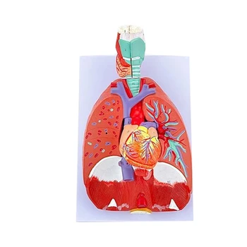 Анатомическая модел на белите дробове Показва детайлите на системата трахеята на белите дробове, модел анатомия на белите дробове совалка