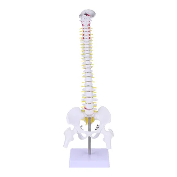 Модел Анатомия на гръбначния стълб, Анатомични модели на гръбначния стълб на човека, Тренировка на лумбалните прешлени, Демонстрация на акупресура на тялото.